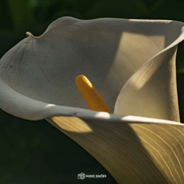 Contraste e Delicadeza